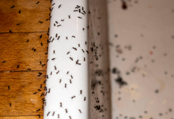 Best Ant Control Services  in Madison, NE