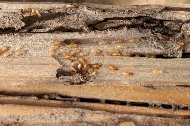 Best Pest Removal Services  in Madison, NE